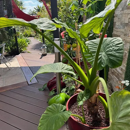לינה וארוחת בוקר Domus26 Hortus מונטגו